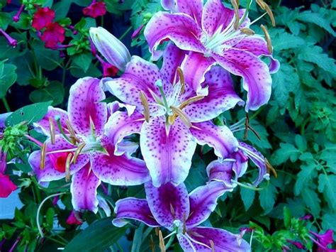Фиолетовые лилии - фото и картинки: 67 штук