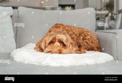 Sleepy Dog Lying On Sofa And Looking At Camera Female Brown