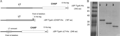 Murein Lytic Enzyme Tgaa Of Bifidobacterium Bifidum Mimbb Modulates