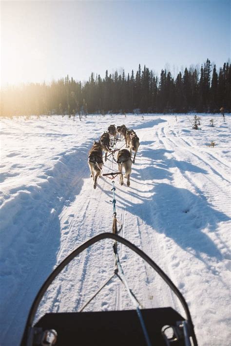 Alaska Salmon Berry Tours Dog Sledding | Anchorage Tours | ALASKA.ORG