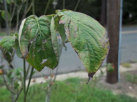 Dogwood – Leaves Brown | Walter Reeves: The Georgia Gardener