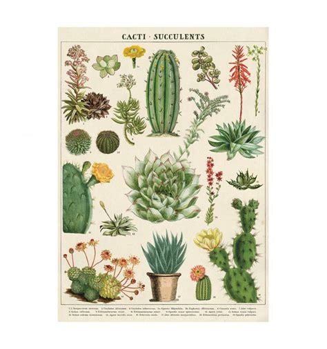 Affiche pédagogique Cactus et succulentes Cavallini Co