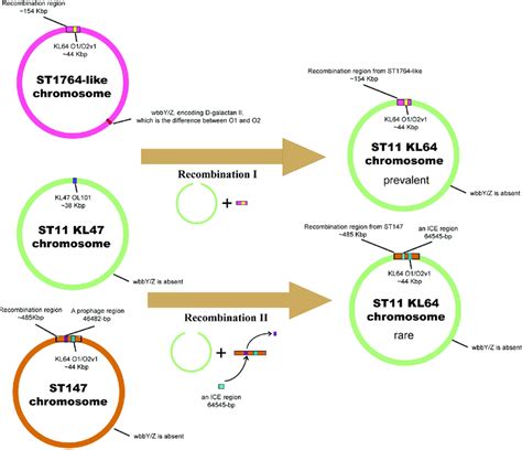 Two Recombination Events Occurred In Klebsiella Pneumoniae St