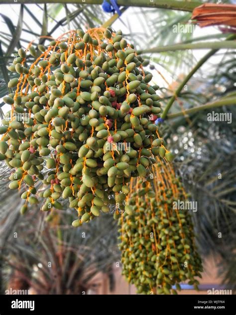 Dates Tree Growing Hi Res Stock Photography And Images Alamy