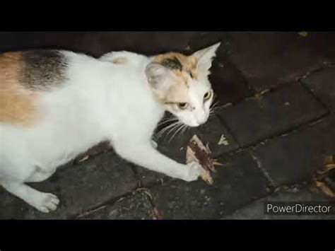 Night Street Feeding Jakarta YouTube