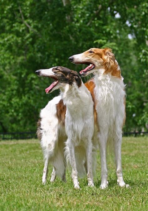 Borzoi Stock Image Image Of Culture Adult Purebred 11839487