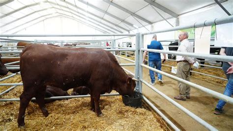 POZOBLANCO La Feria Agroganadera De Los Pedroches Arranca Con