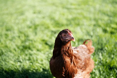 Rhode Island Red Chicken Breed Information | Somerzby