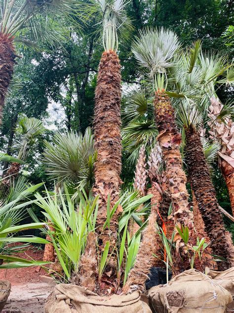 Most Expensive Palm Tree Ubicaciondepersonas Cdmx Gob Mx