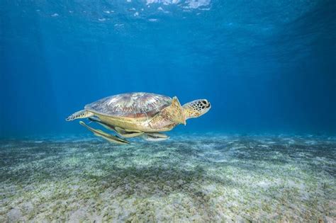 Le centre de soins pour tortues marines de La Réunion inspire Mayotte