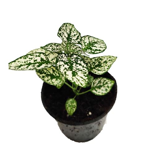 Hypoestes or Polka Dot Plant (Green) 4”pot, Indoor plant, Foliage plant ...