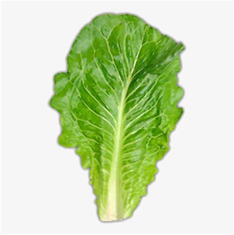 Usually About One Large Leaf Romaine Lettuce Transparent PNG