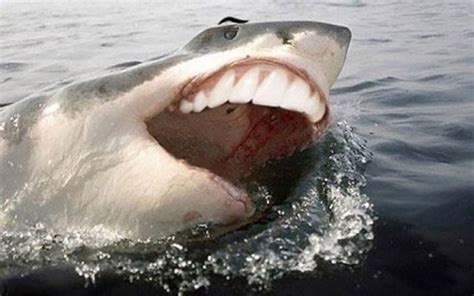 22 Sharks With Human Teeth Pictures That Are Just Ridiculous