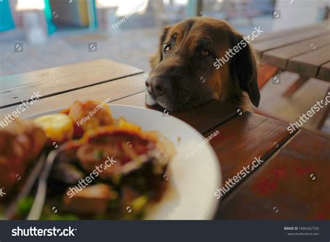 19,662 Roast dog Images, Stock Photos & Vectors | Shutterstock