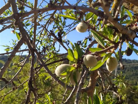 Ferran Huguet Uni Nuts El Cultivo Del Almendro Interesa Ya A Los