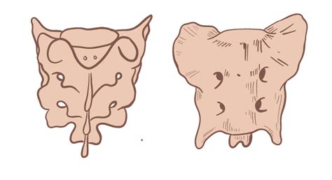 Sacral bone Diagram | Quizlet