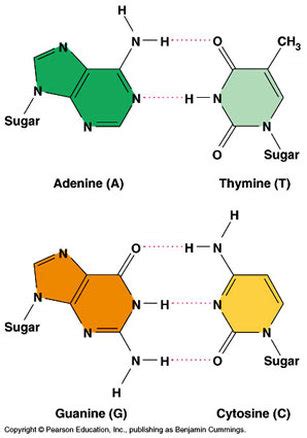 Nucleic Acid - my biochemistry diary