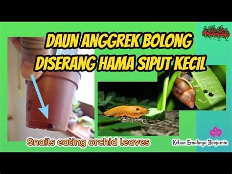 Cara Mengatasi Hama Siput Kecil Pada Tanaman Anggrek YouTube