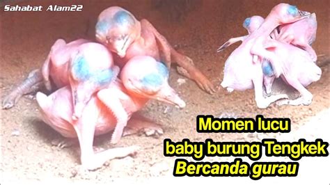 Momen Lucu Baby Burung Tengkek Bercanda Ria Bersama Saudara Nya Youtube