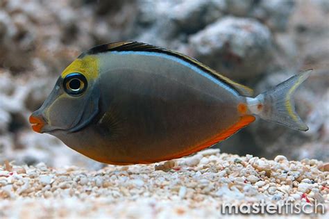 Orange Spine Unicornfish Hawaii Naso Lituratus Online Shop