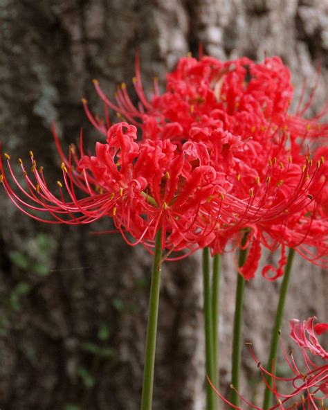 Lycoris Radiata Bulbs — Buy Red Spider Lilies Online At Farmer Gracy Uk