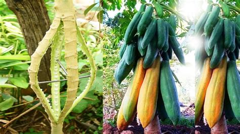 Brilliant Idea Growing Papaya Cuting Techniques Using Nails For Super