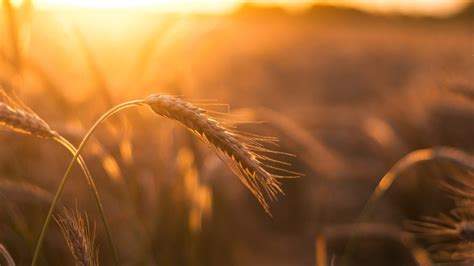 Climate Change and Agriculture - College of Agriculture and Life Sciences