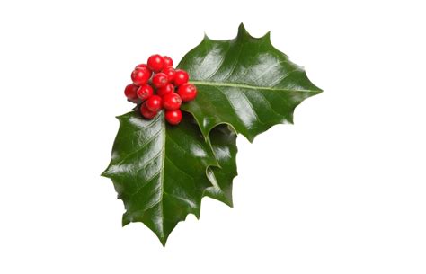 Christmas Mistletoe Png