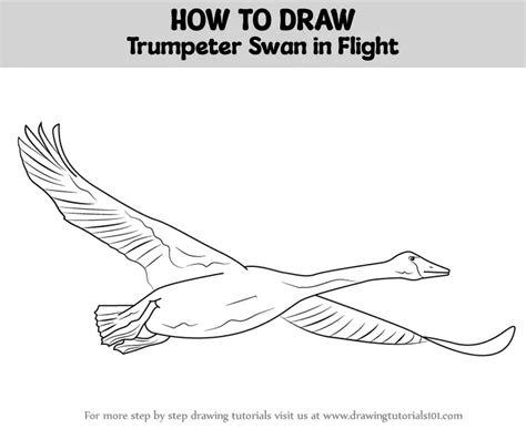 How To Draw Trumpeter Swan In Flight Birds Step By Step