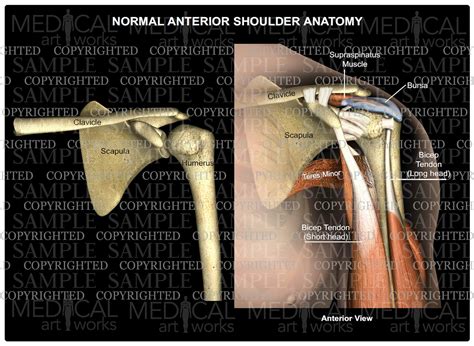 Normal Anterior Shoulder Anatomy – Medical Art Works