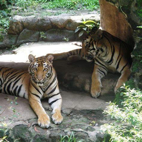 manila zoo        reviews