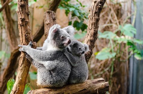 Koala Totul Despre Acest Mamifer Unic și Viața Sa în Copaci