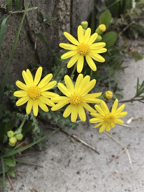 Senecio Vernalis Wild Flowers Plants Eastern