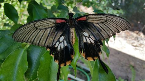 Fortunes Afloat: Aruba Butterfly Farm