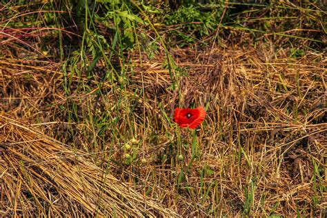 Papoula Florescendo Papaver Rhoeas L Tamb M Chamada De Papoula Ou