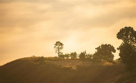 Foggy Landscape Forest In The Morning Beautiful Sunrise Mist Cover