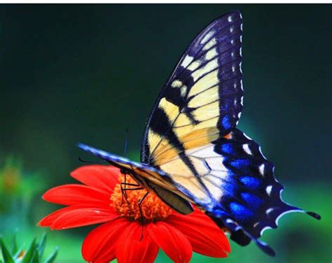 Butterfly Images Hd 1080P Download at Ira Martin blog