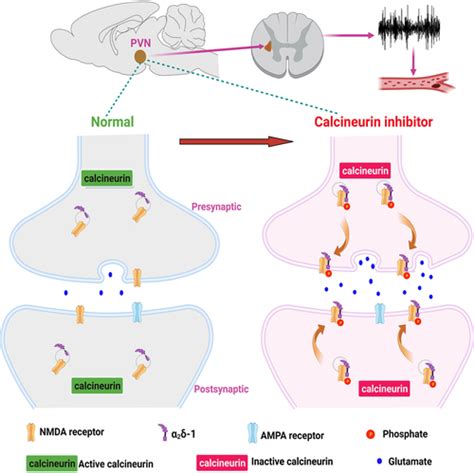 Brain Bound Nmda Receptors Drive Calcineurin Inhibitorinduced