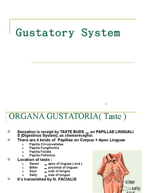 Gustatory System | Tongue | Human Anatomy