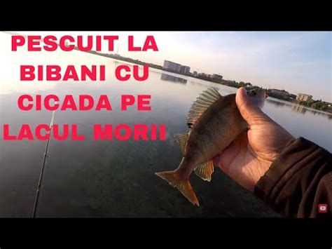 Pescuit La Biban Cu Cicada Pe Lacul Morii Youtube