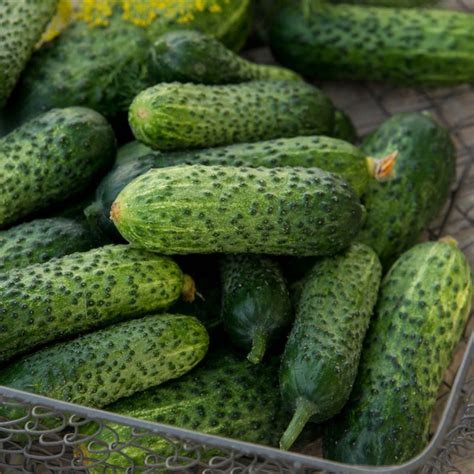 Gherking Pickler Hybrid Cucumber Seeds Seeds From Gurneys