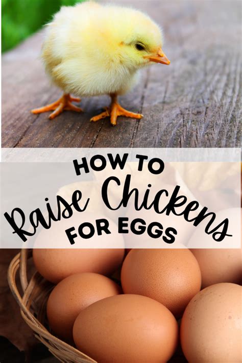 How To Raise Chickens For Eggs The Easy Way Farmhouse Harvest