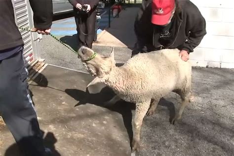 7 Sheep Escape Slaughterhouse and Move to New Jersey Animal Sanctuary