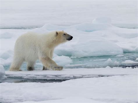 Spitsbergen wildlife cruise, searching for polar bears | Responsible Travel