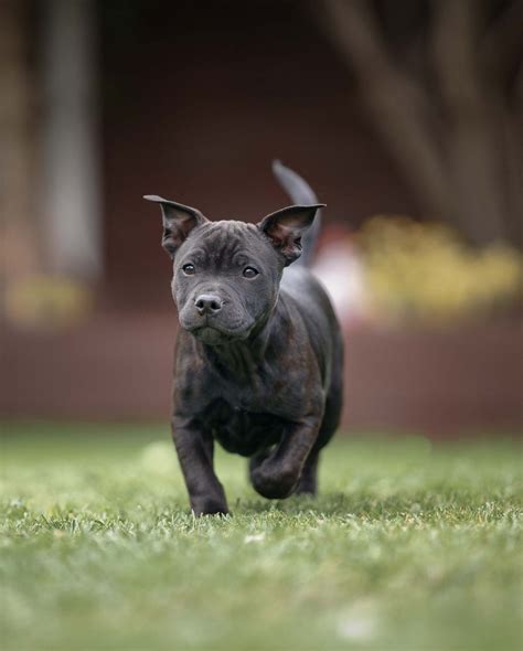 Staffordshire Bull Terriers Características Y Cuidados