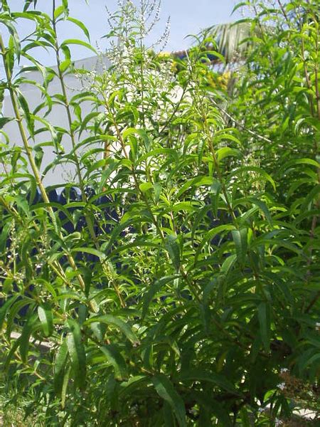 Lemon Verbena Lemon Beebrush Plant Aloysia Citrodora