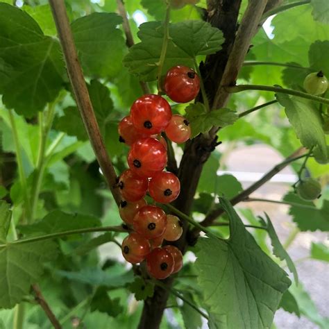 Currant Red Blerick Tree Farm