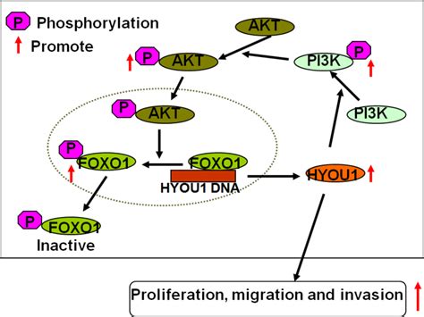 The Schematic Diagram Of The Hyou1 Pi3k Akt Foxo1 Feedback Loop Download Scientific Diagram