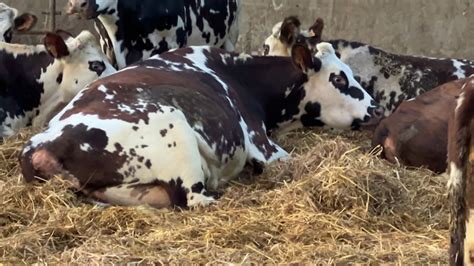 Élevée dans l Orne très cool qui est Oreillette la vache égérie du