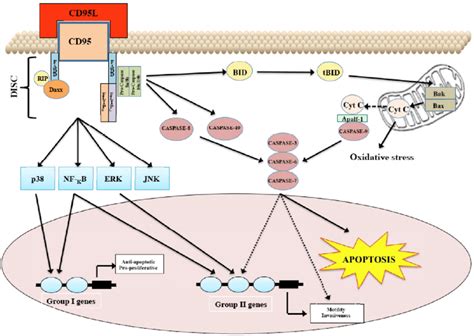 CD95/CD95L signaling. | Download Scientific Diagram